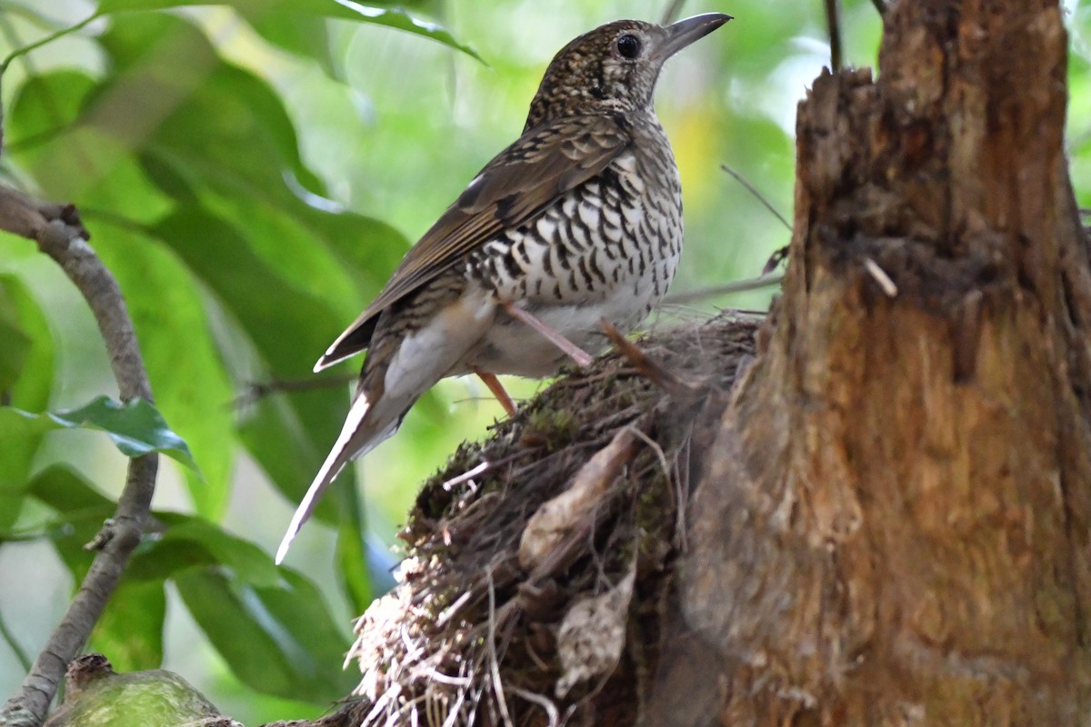 Bassian Thrush - ML622832295