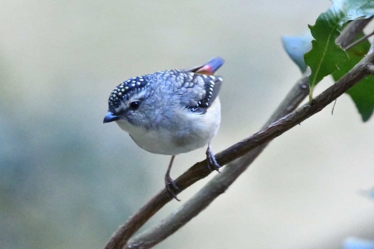 Spotted Pardalote - ML622832322