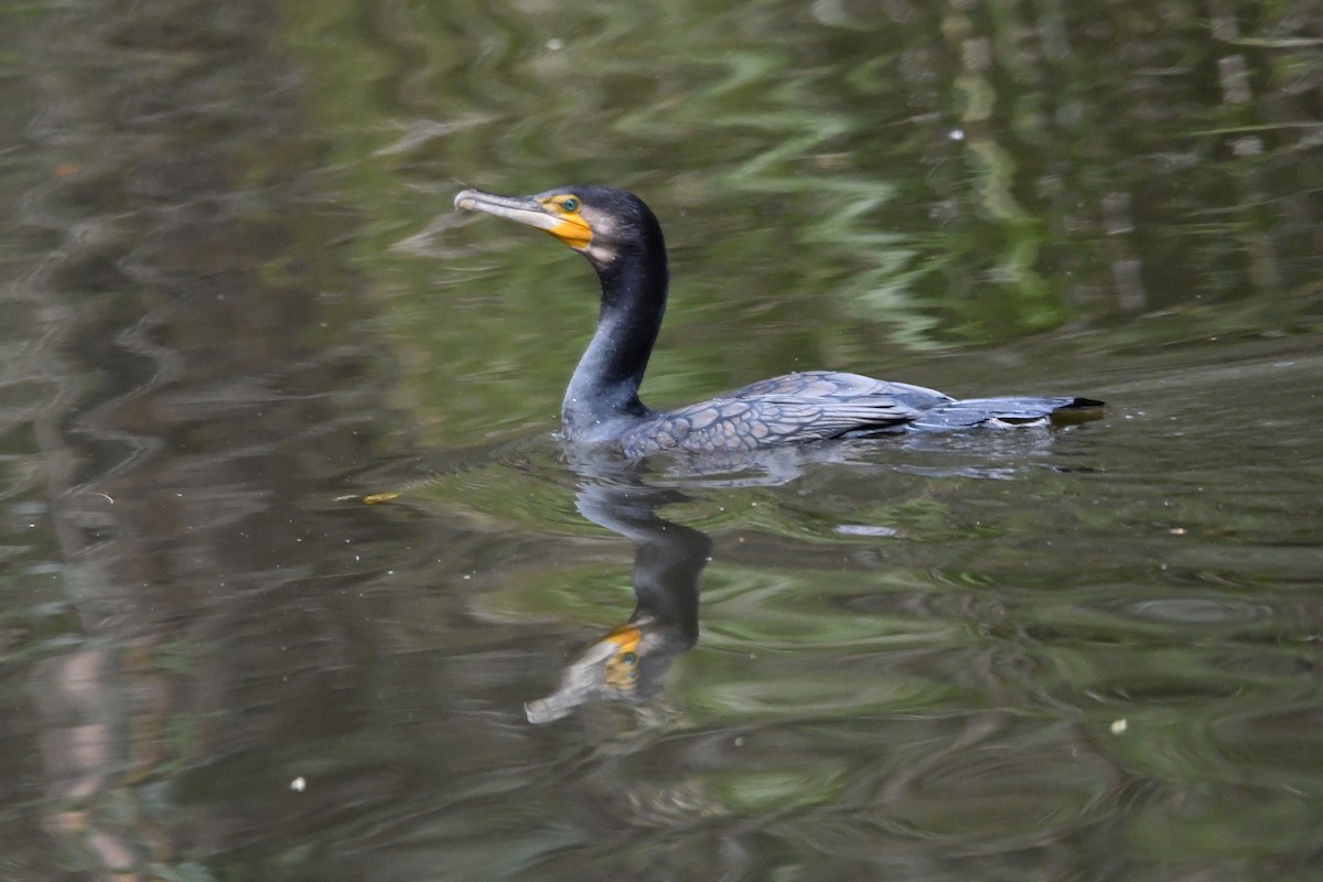 Great Cormorant - ML622832332