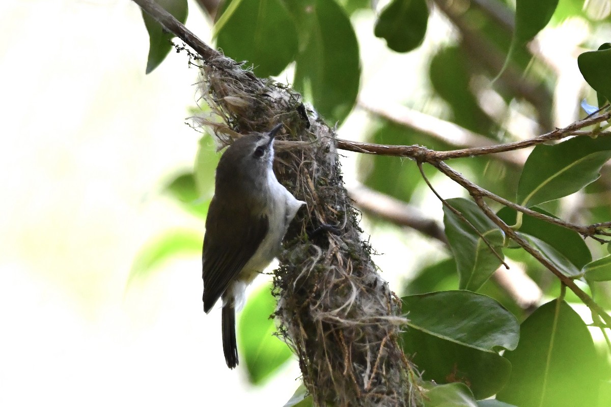 Brown Gerygone - ML622832337