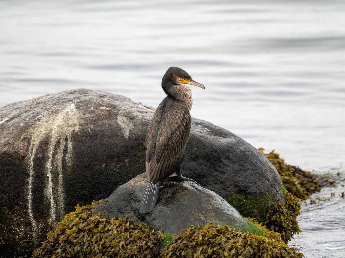 Great Cormorant - ML622832344