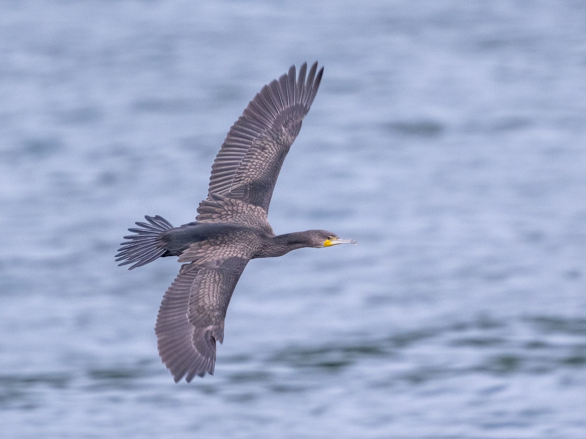 Great Cormorant - ML622832345