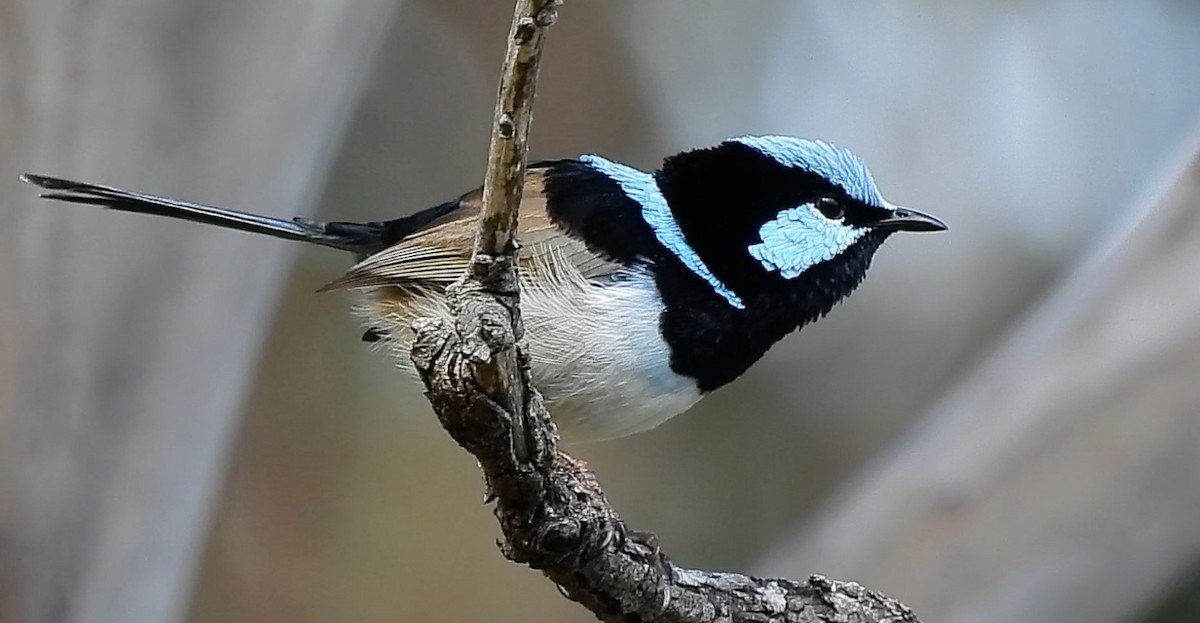 Superb Fairywren - Thalia and Darren Broughton