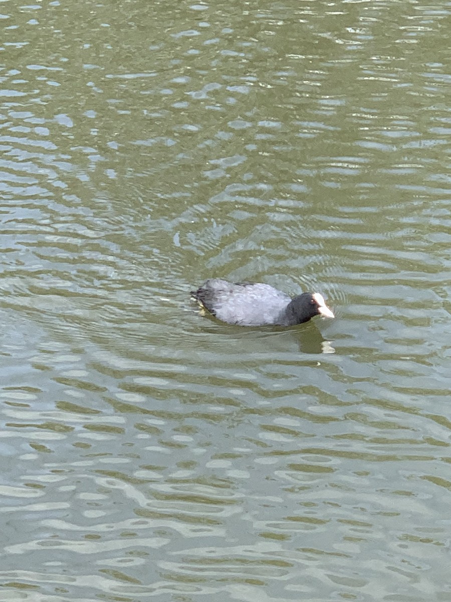 Eurasian Coot - Danton Quandus