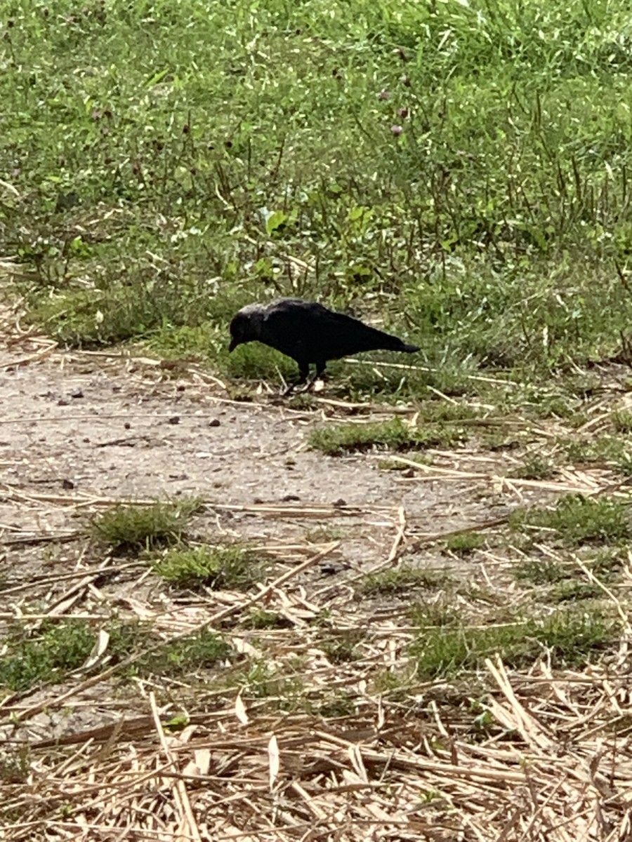 Eurasian Jackdaw - Danton Quandus