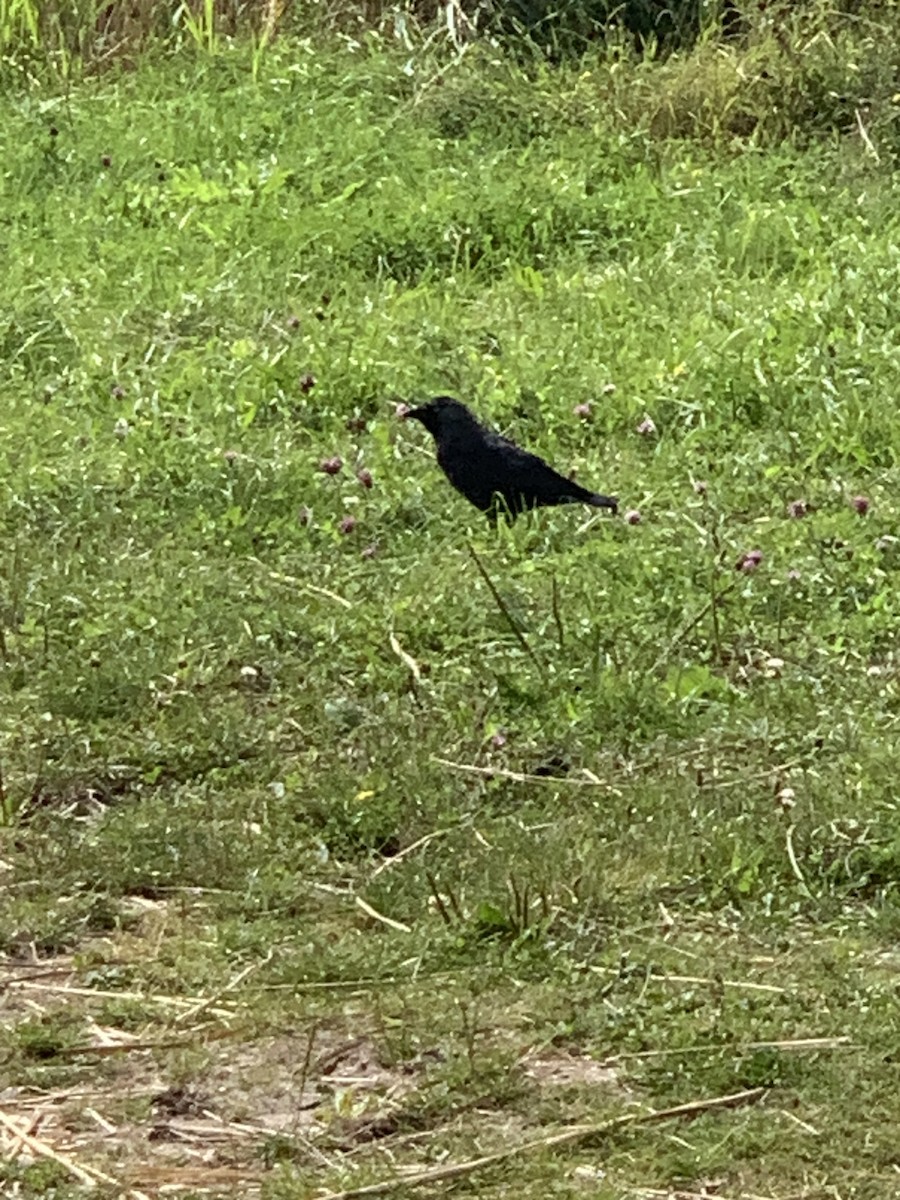 Eurasian Jackdaw - Danton Quandus