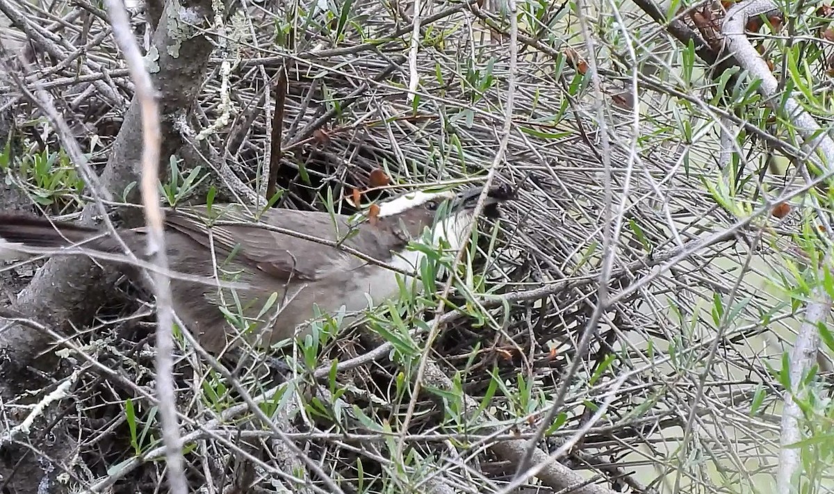 White-browed Babbler - Thalia and Darren Broughton