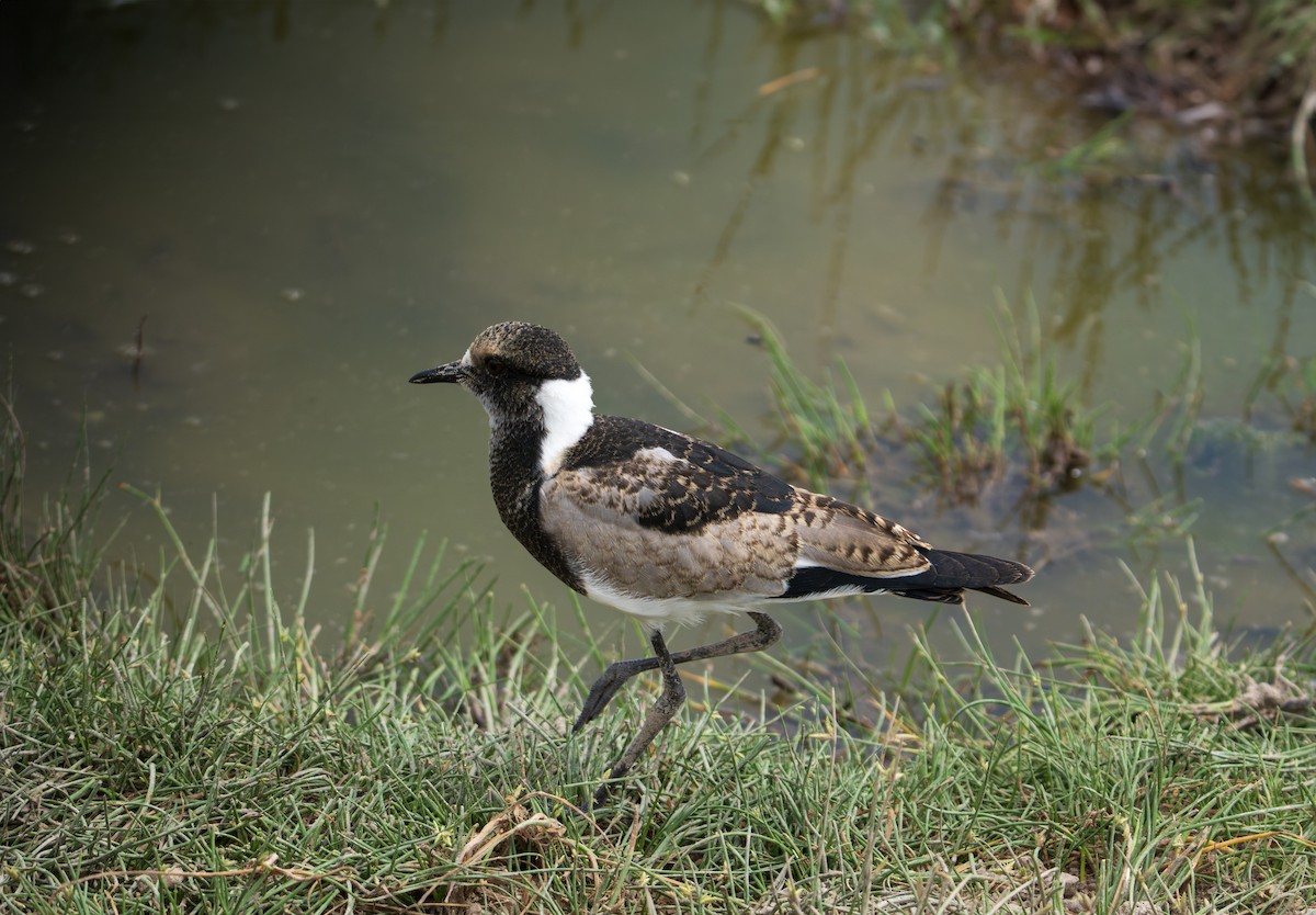 Blacksmith Lapwing - Saubhik Ghosh