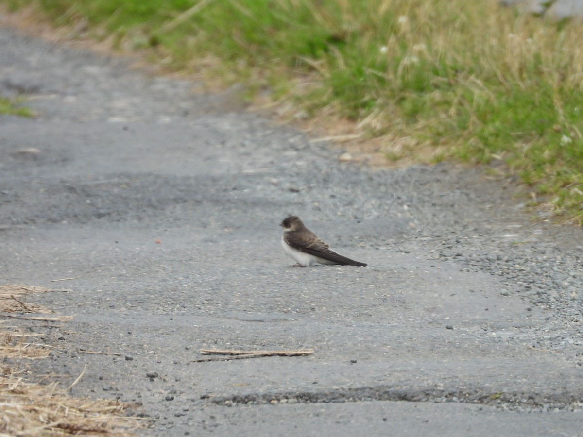 Bank Swallow - Lindsay Rowe