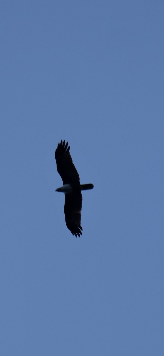 Brahminy Kite - ML622832430