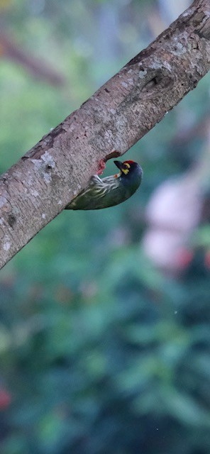 Coppersmith Barbet - ML622832431