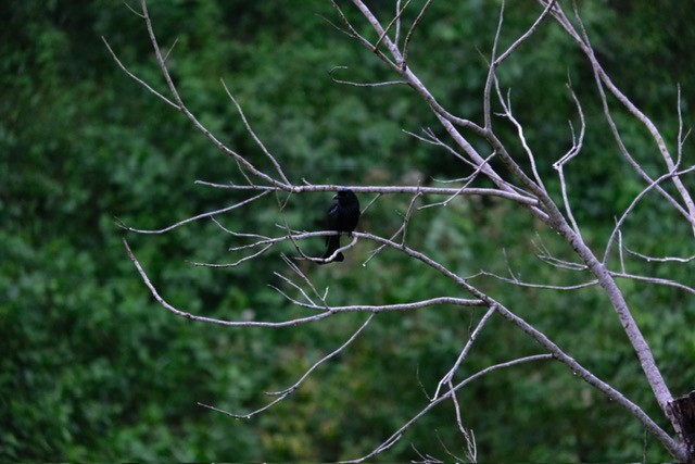 Sumatran Drongo - ML622832432