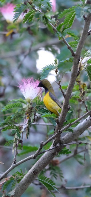 Ornate Sunbird - ML622832433