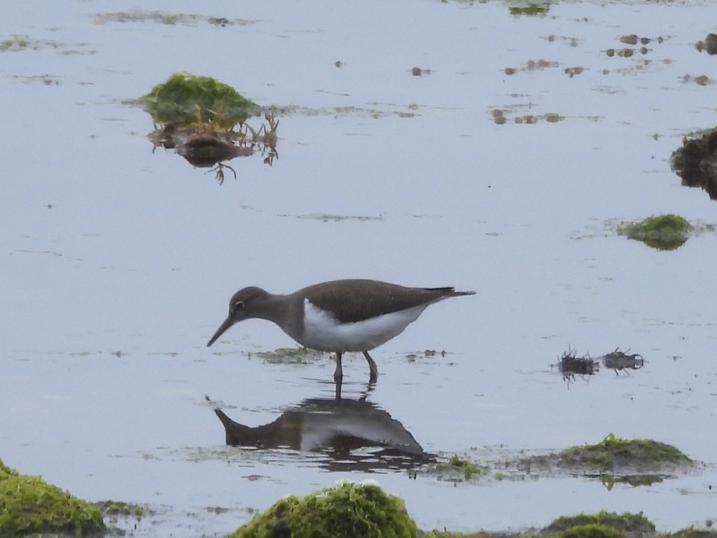 Common Sandpiper - ML622832441