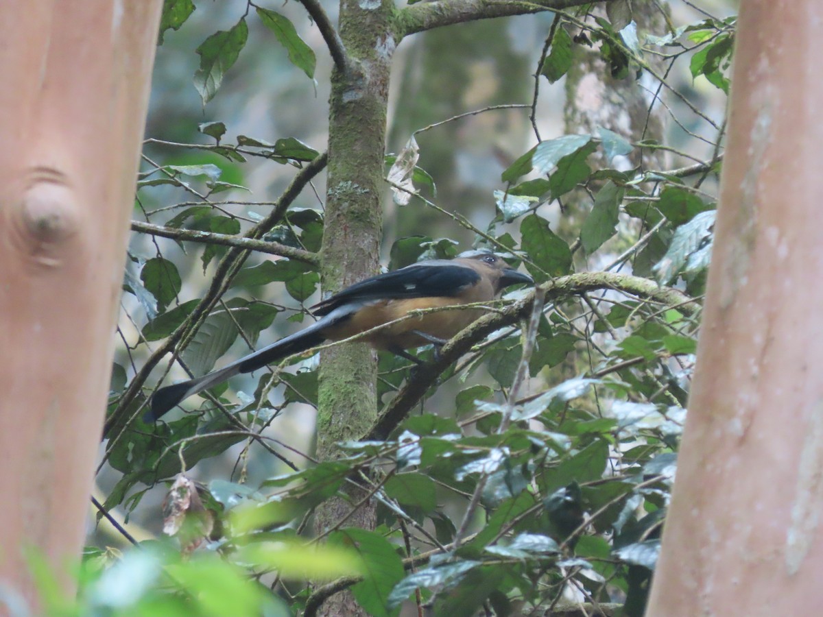 Bornean Treepie - ML622832459