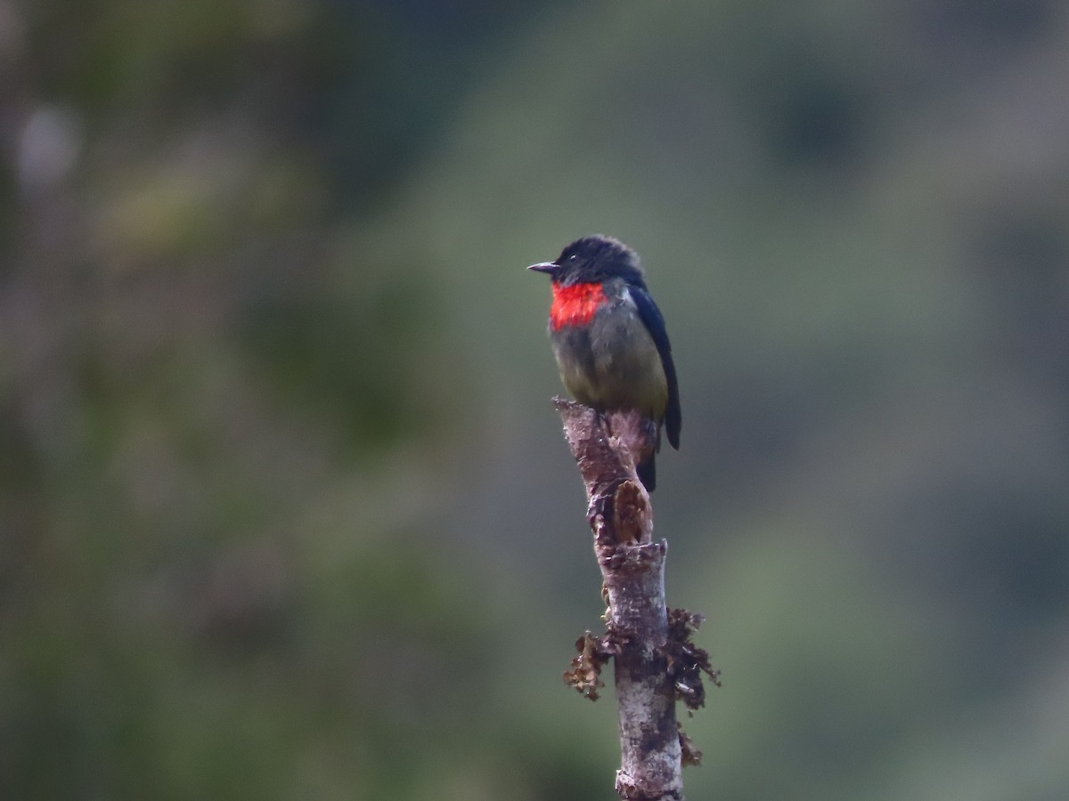 Black-sided Flowerpecker - 鵂 劉