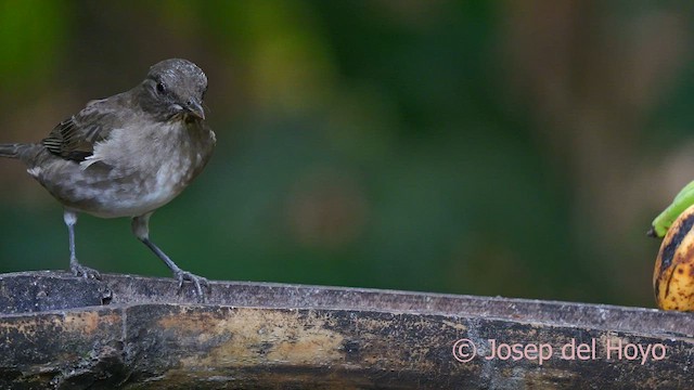 Black-billed Thrush - ML622832501