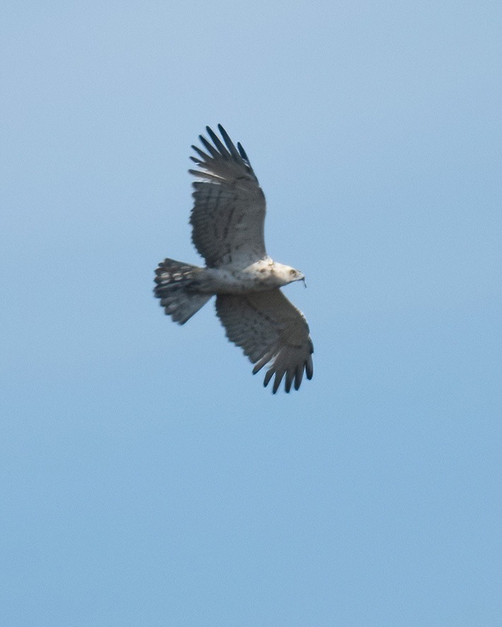 Short-toed Snake-Eagle - maria meizoso