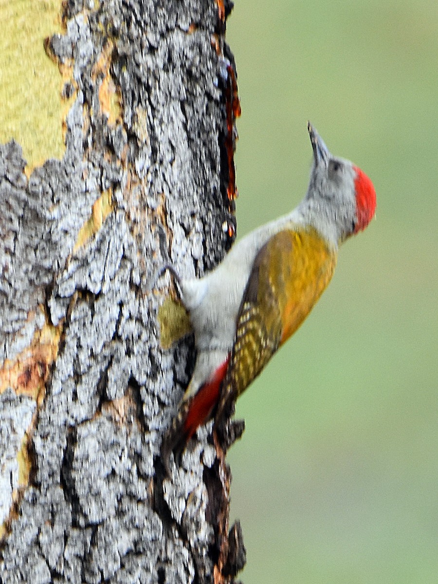 Mountain Gray Woodpecker - ML622832510