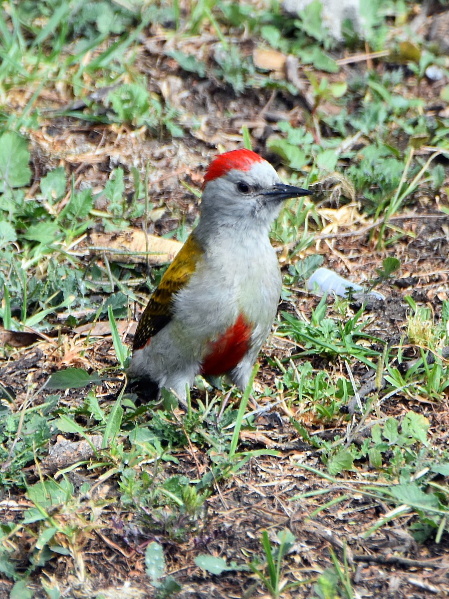 Mountain Gray Woodpecker - ML622832511