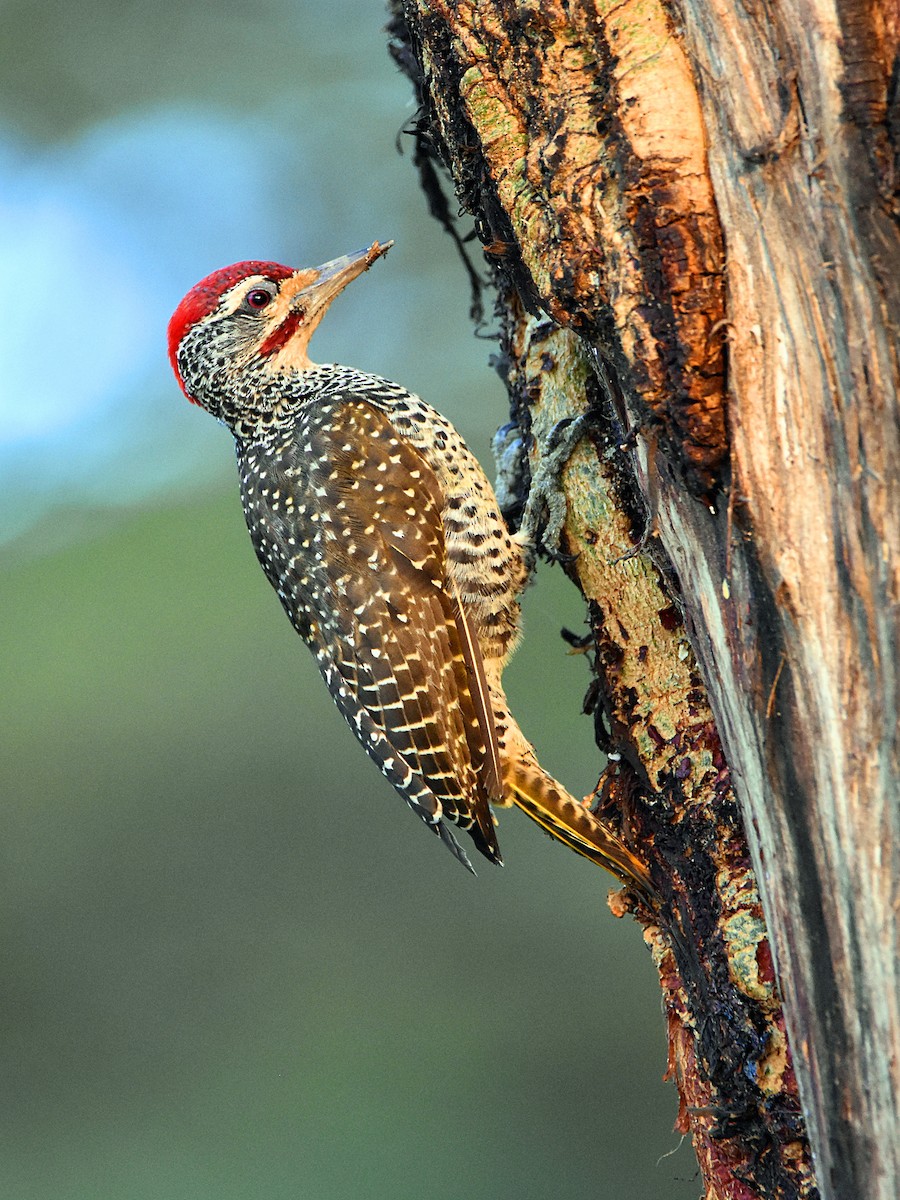 Nubian Woodpecker - ML622832516