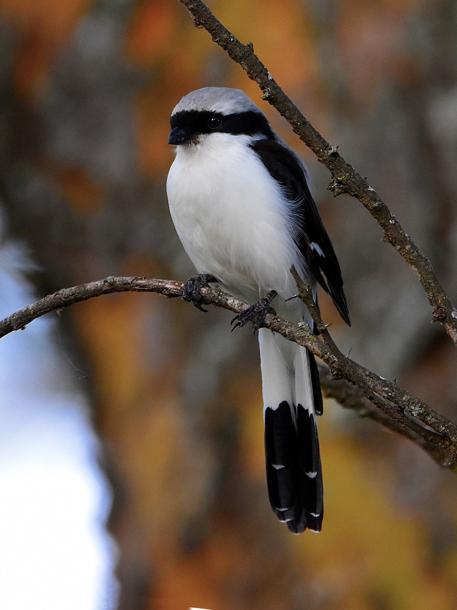 Gray-backed Fiscal - Arup Ghosh