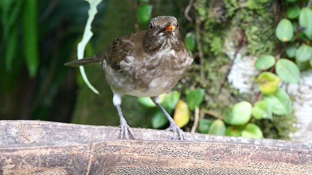 Black-billed Thrush - ML622832533