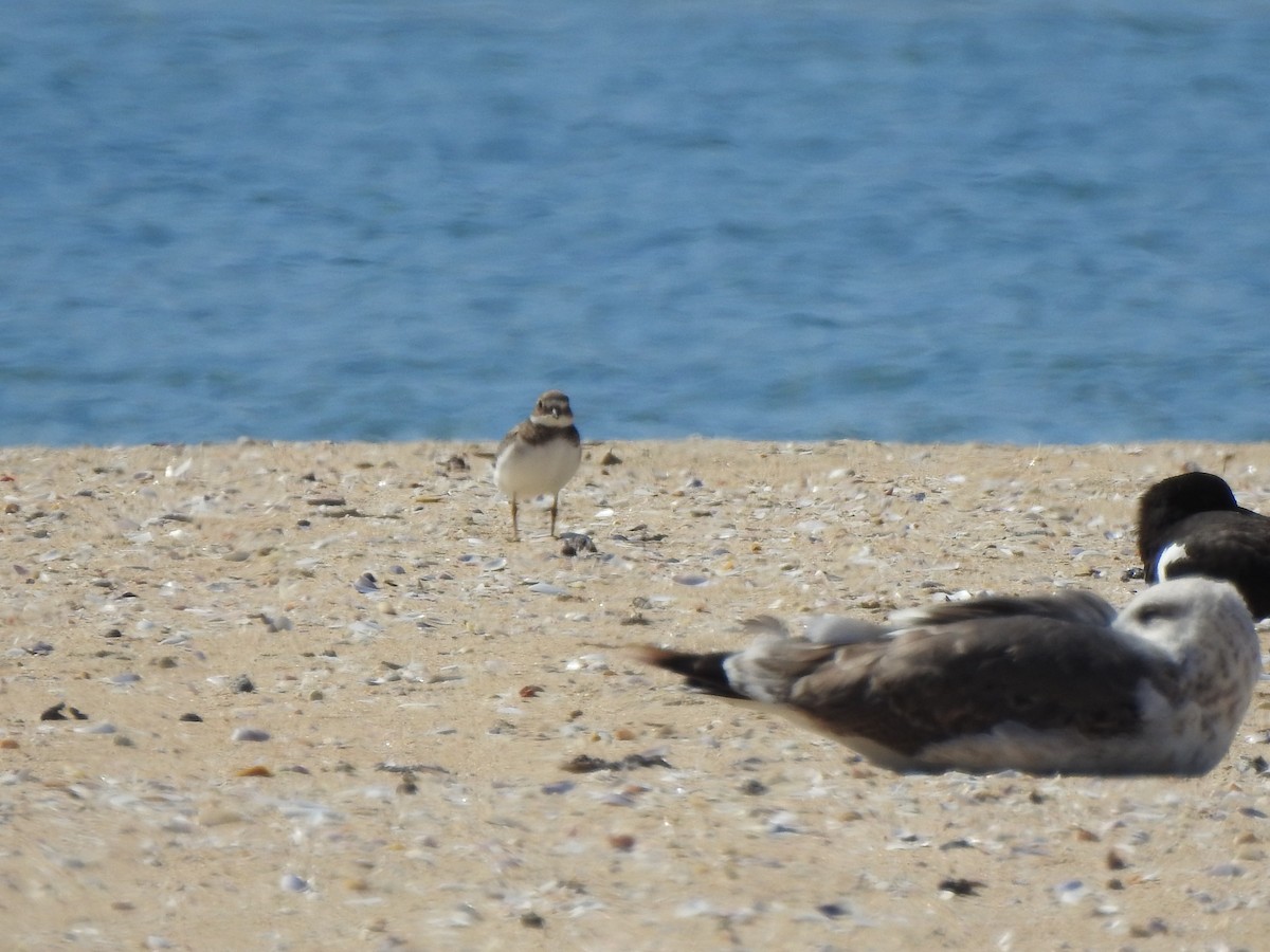 Kentish Plover - João Tiago Ribeiro