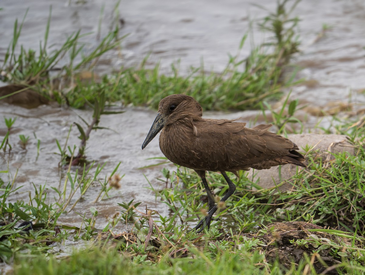 Hamerkop - Saubhik Ghosh