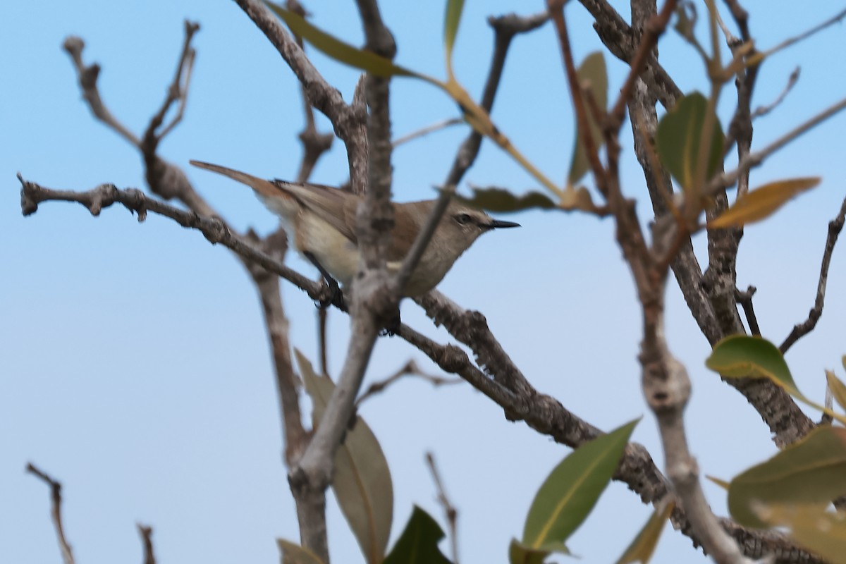 Dusky Gerygone - ML622832574