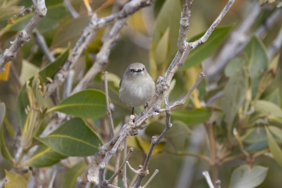 Dusky Gerygone - ML622832575