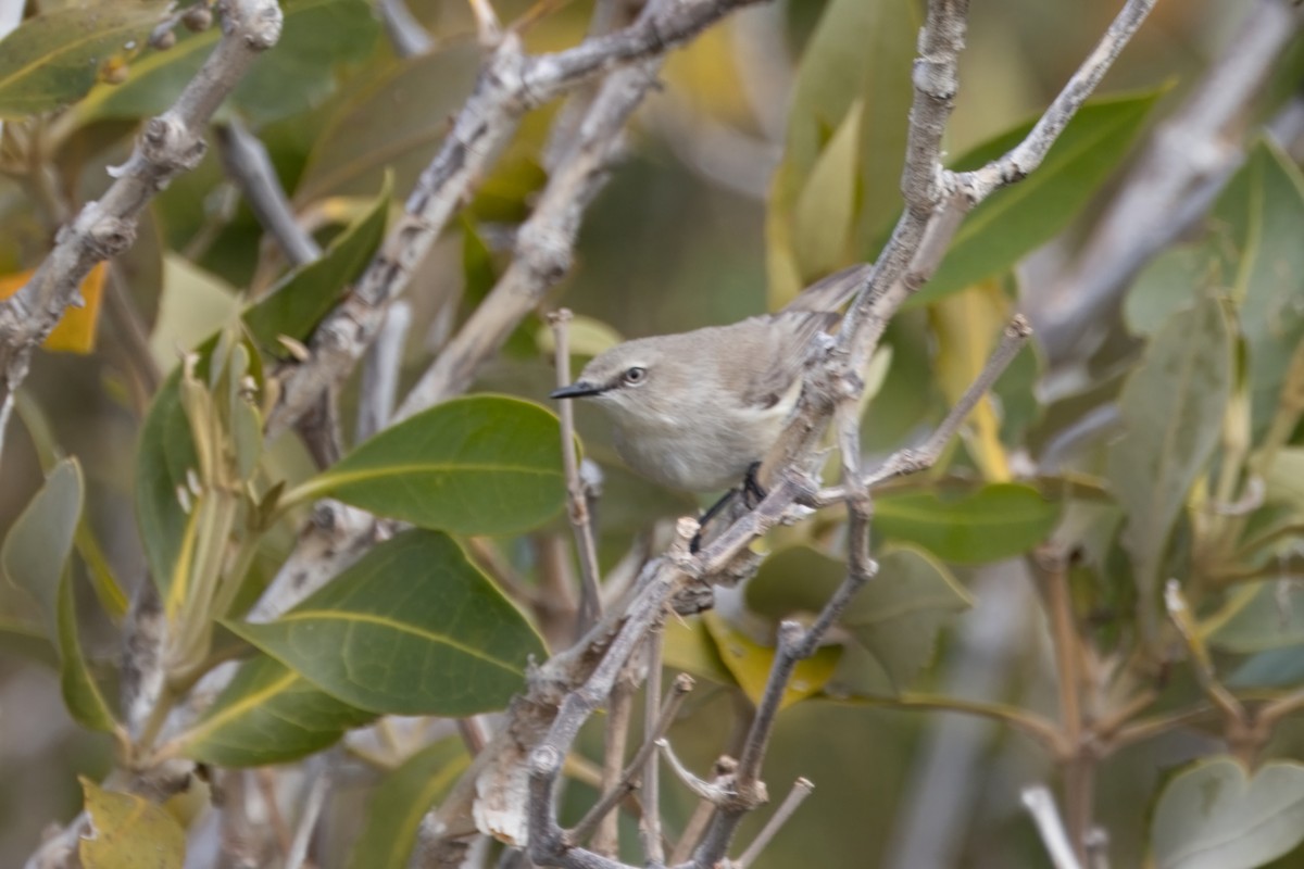 Dusky Gerygone - ML622832576