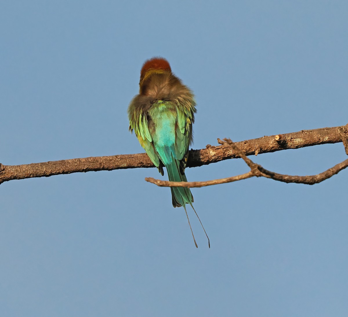 Rainbow Bee-eater - Tony Richards