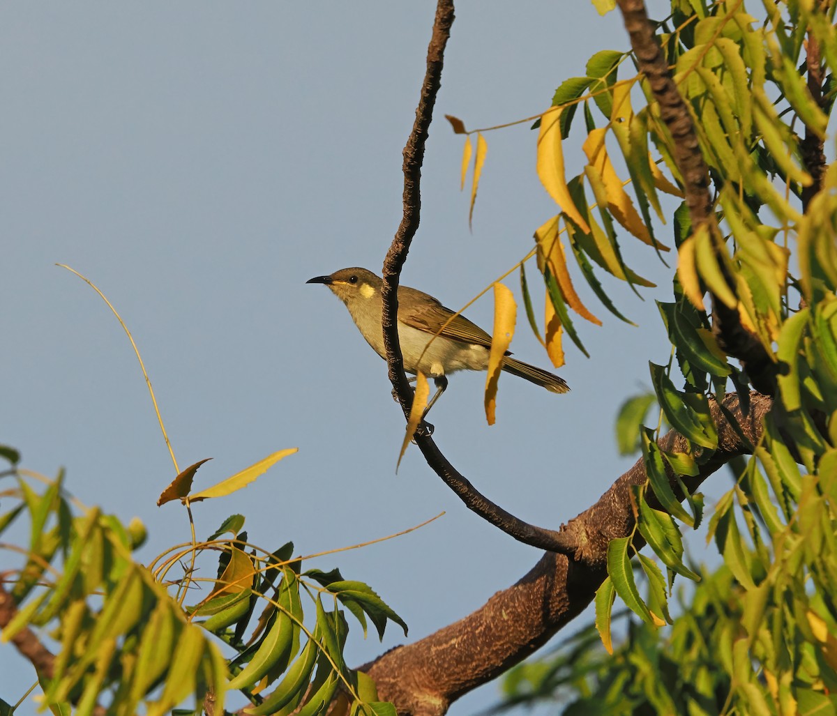 Graceful Honeyeater - ML622832589