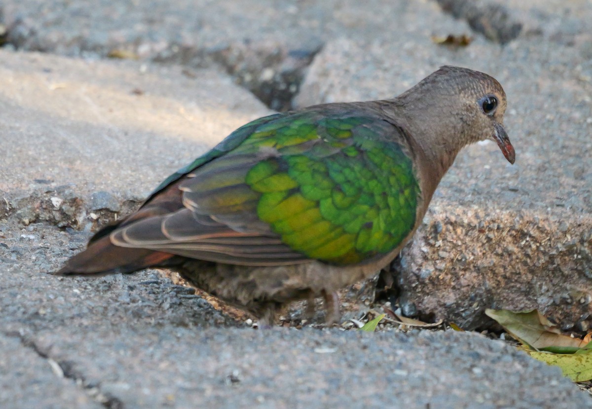 Pacific Emerald Dove - ML622832605