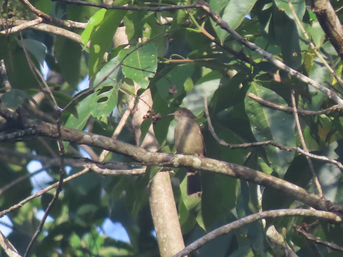 Spectacled Bulbul - ML622832606