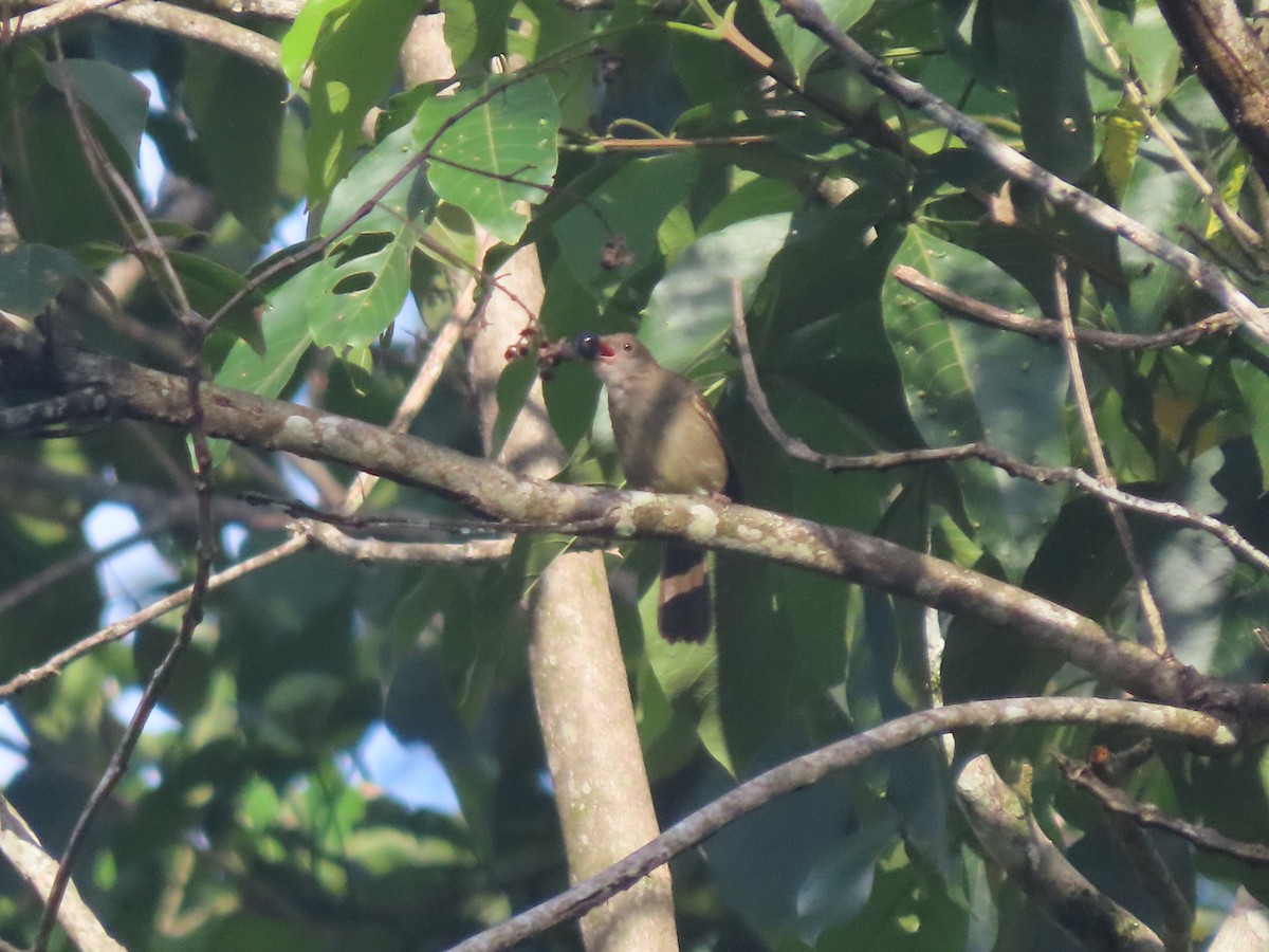 Spectacled Bulbul - 鵂 劉