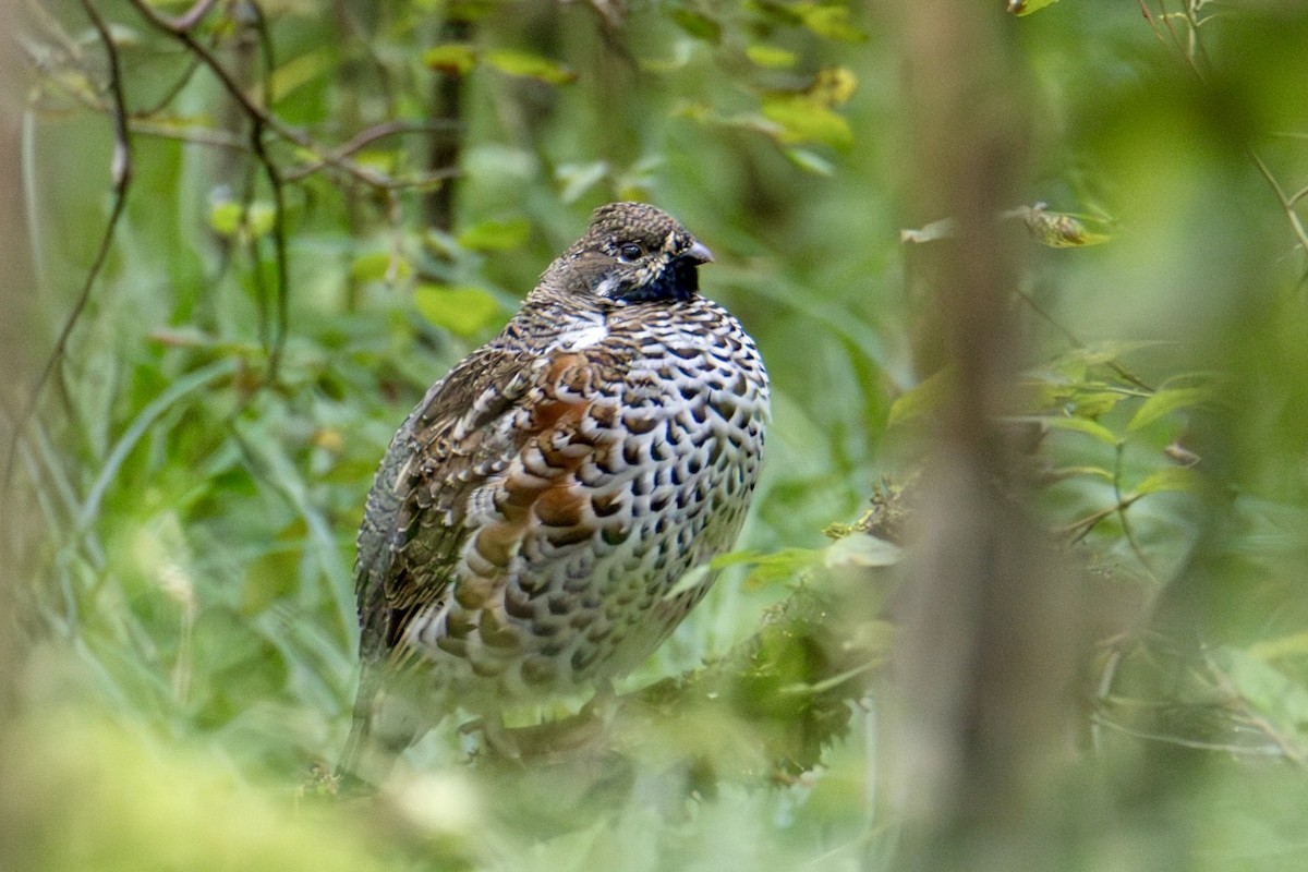 Hazel Grouse - ML622832614