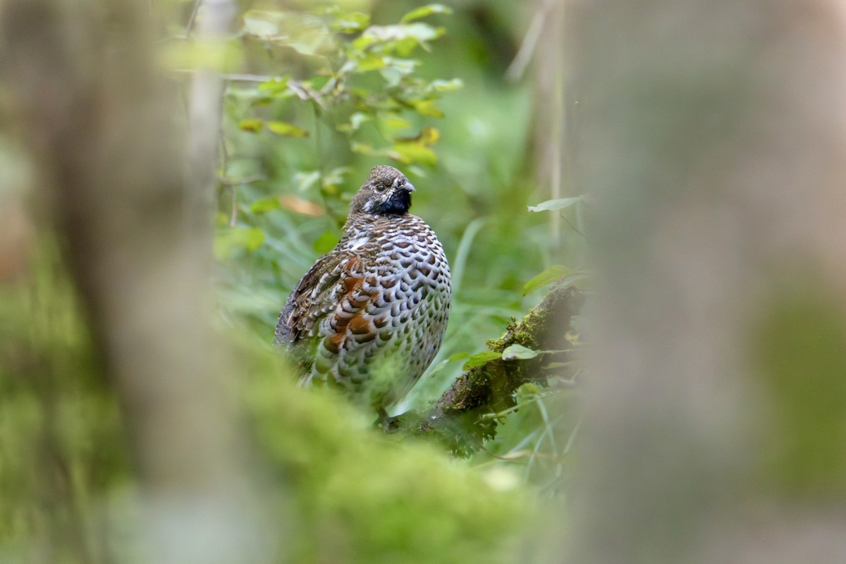 Hazel Grouse - ML622832615