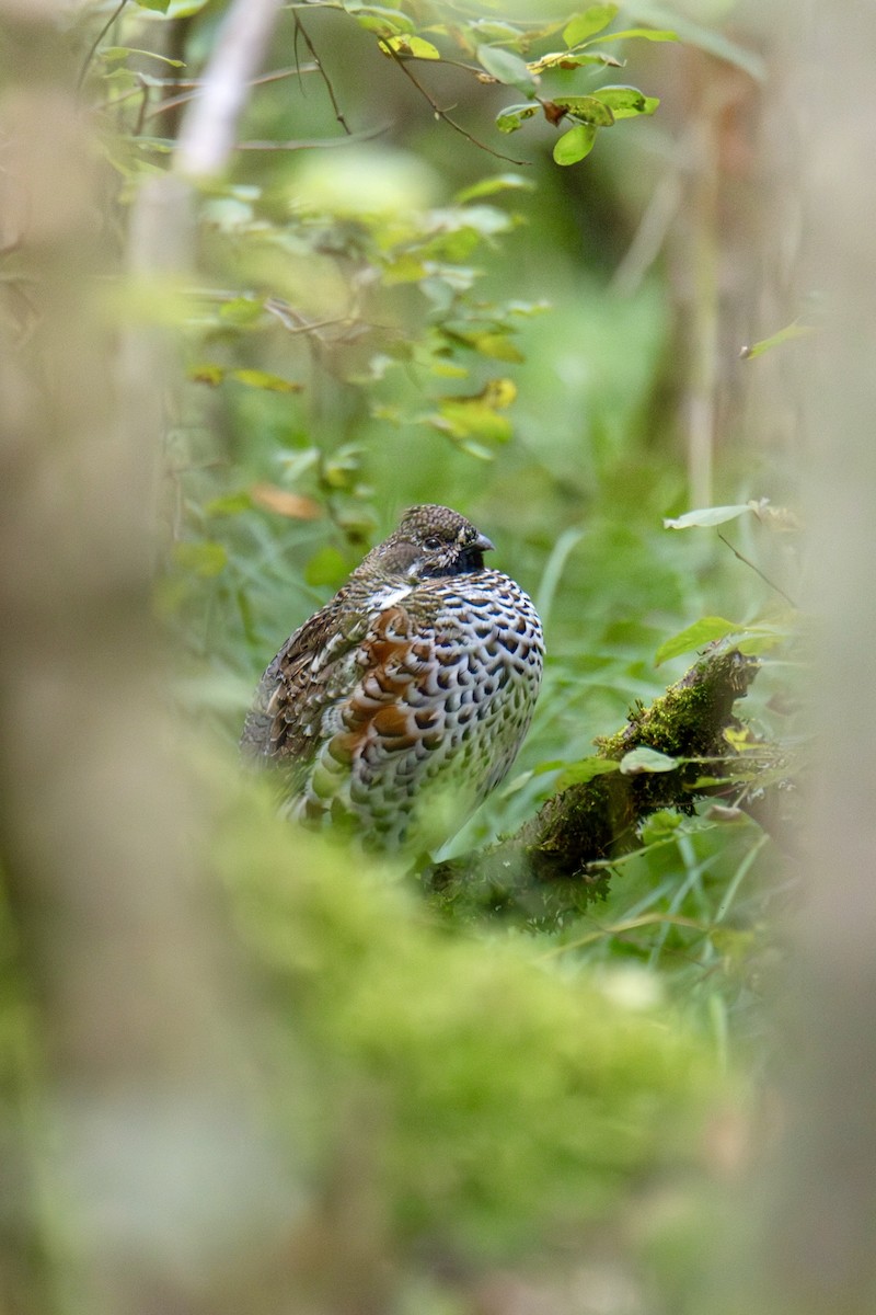 Hazel Grouse - ML622832616