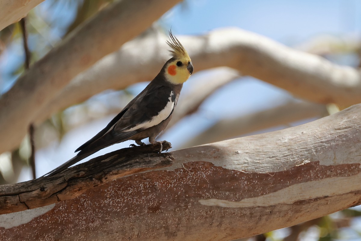 Cockatiel - ML622832638