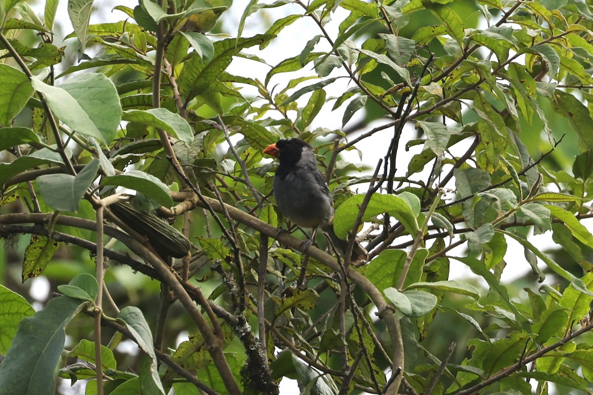 Black-cowled Saltator - ML622832640