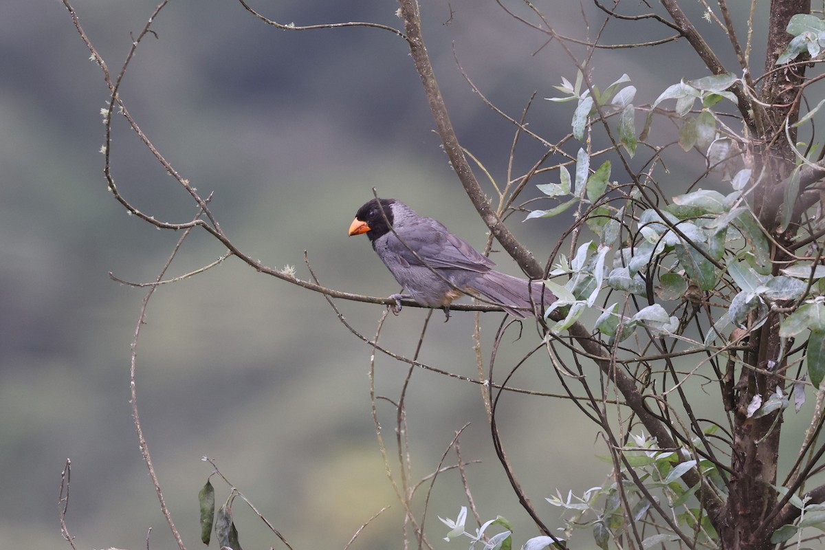 Black-cowled Saltator - ML622832641