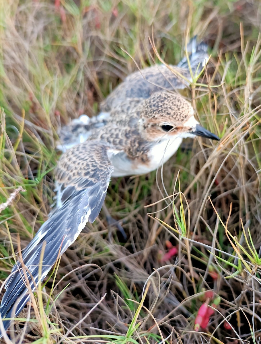 Red-capped Plover - ML622832668