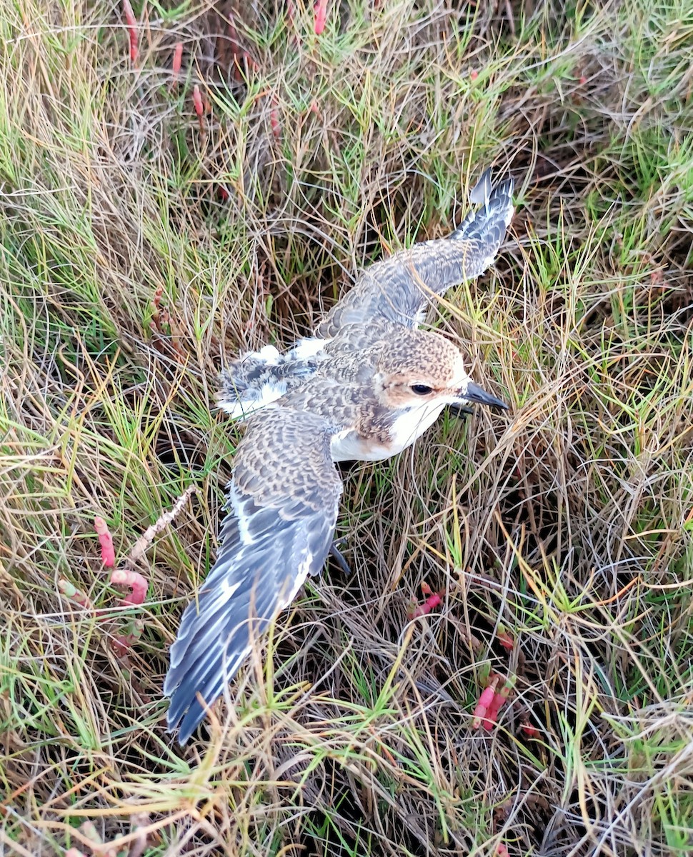 Red-capped Plover - ML622832676