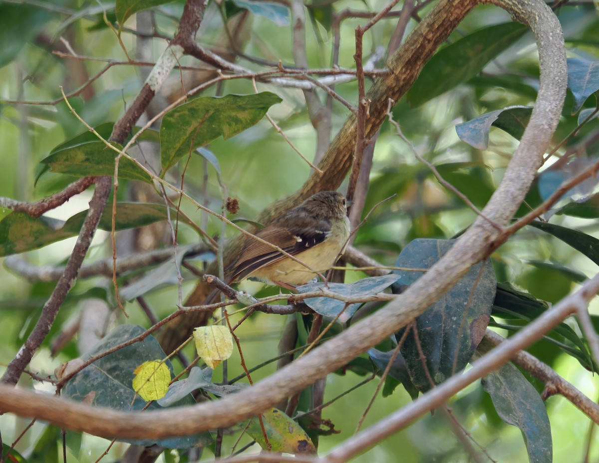 Tropical Scrubwren - ML622832679