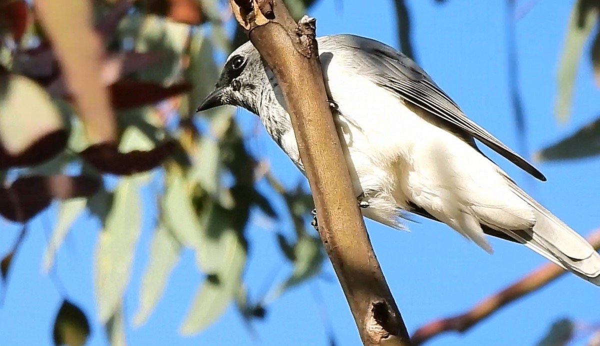 White-bellied Cuckooshrike - ML622832681