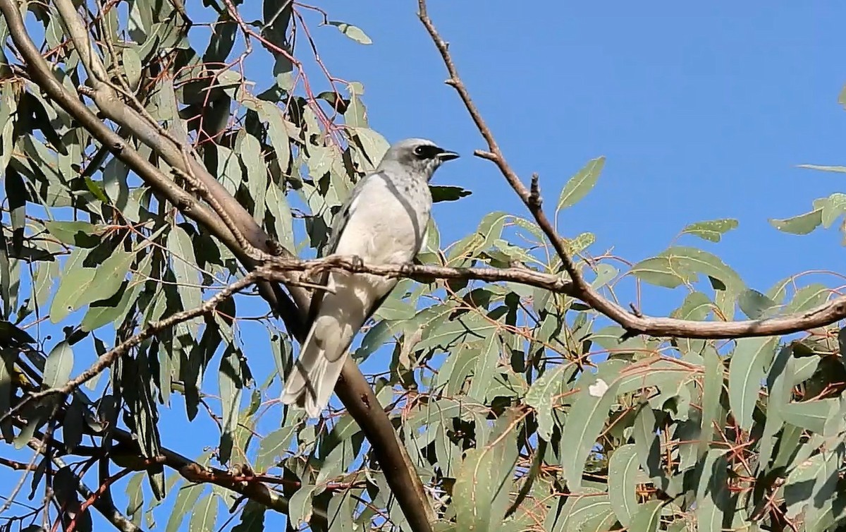 White-bellied Cuckooshrike - Thalia and Darren Broughton