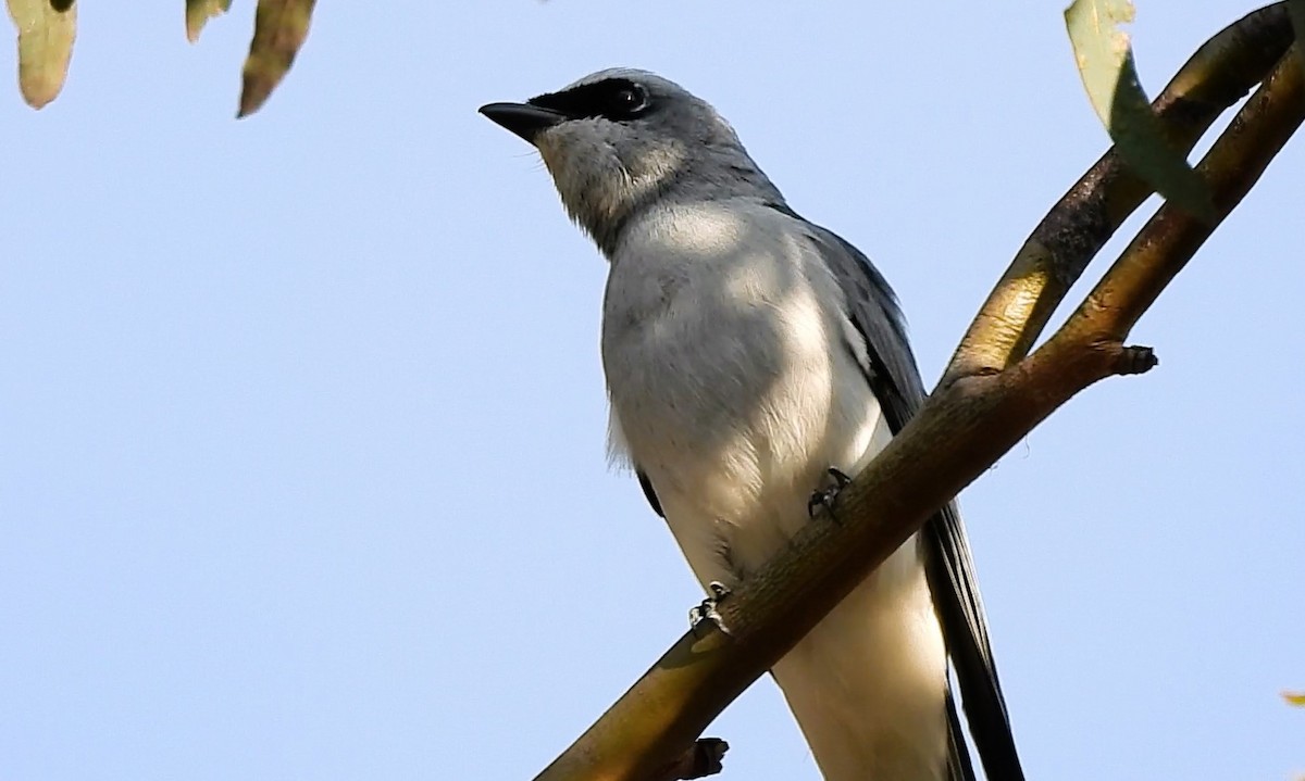 White-bellied Cuckooshrike - ML622832683