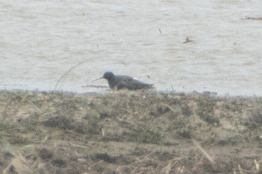 Spotted Redshank - Fran Kim